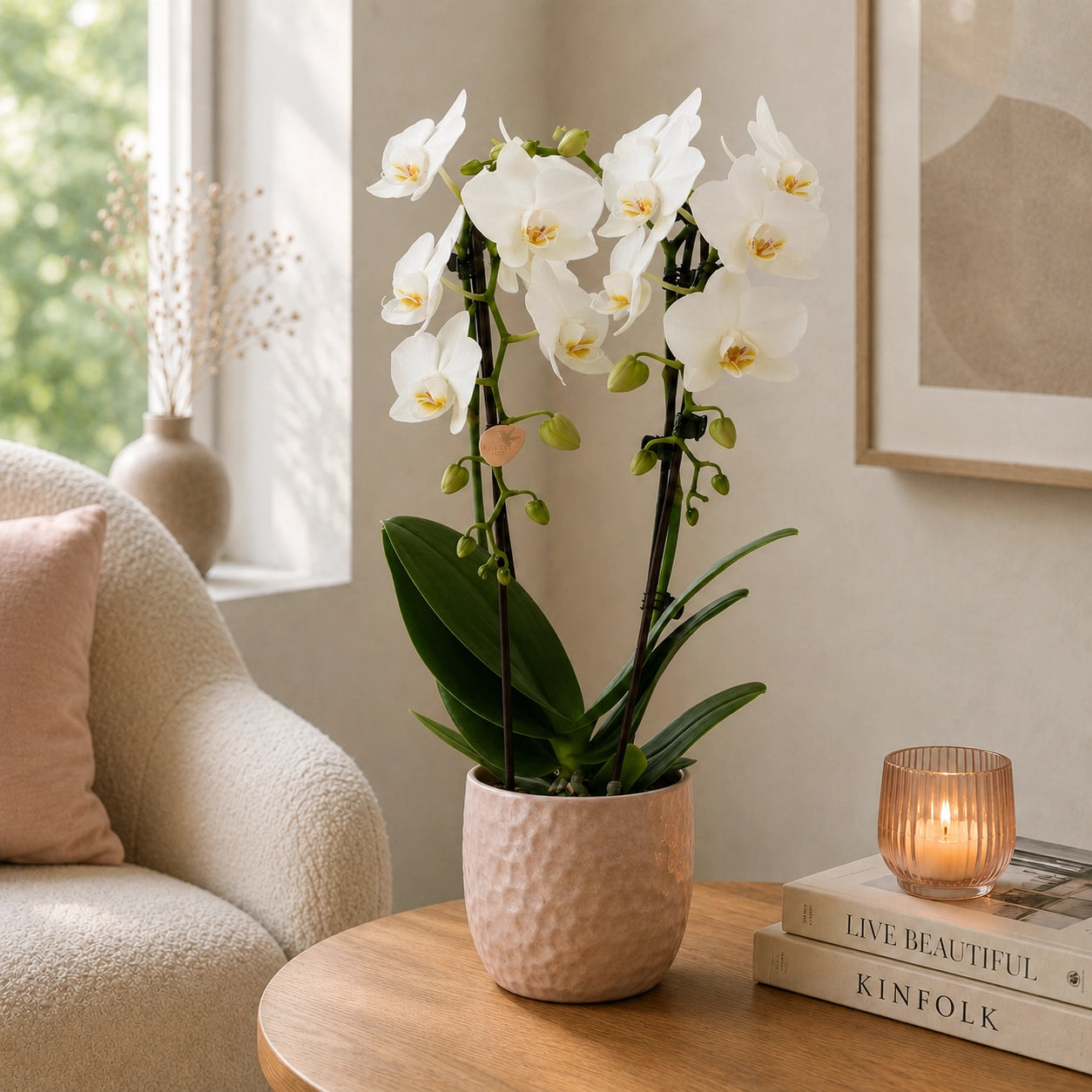 Witte Phalaenopsis orchidee ‘Niagara Falls’ – Ø9 cm