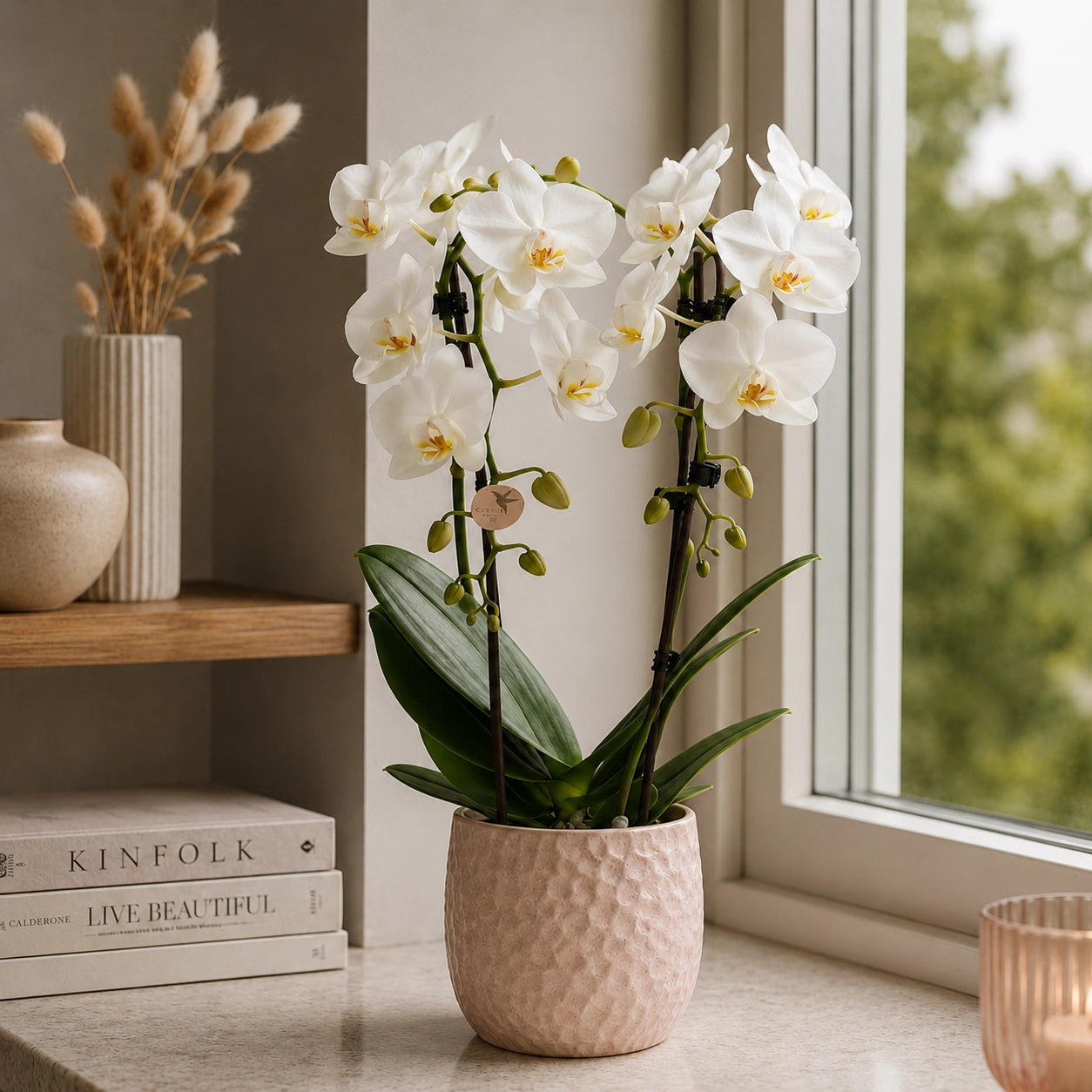 Witte Phalaenopsis orchidee ‘Niagara Falls’ – Ø9 cm