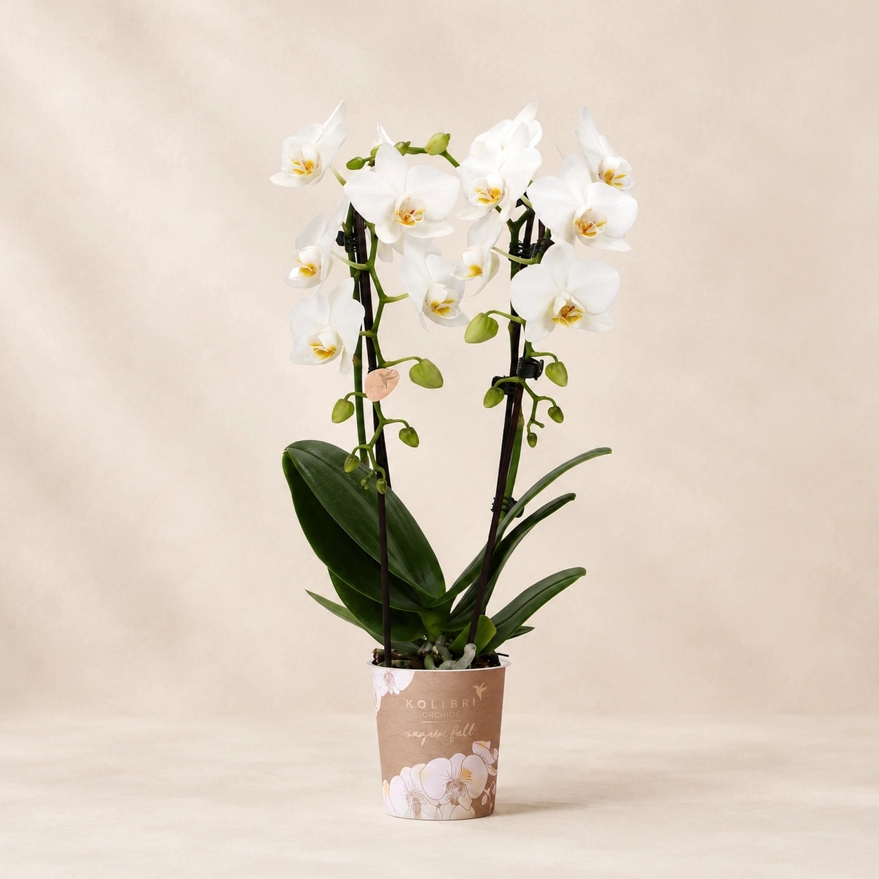 Witte Phalaenopsis orchidee ‘Niagara Falls’ – Ø9 cm